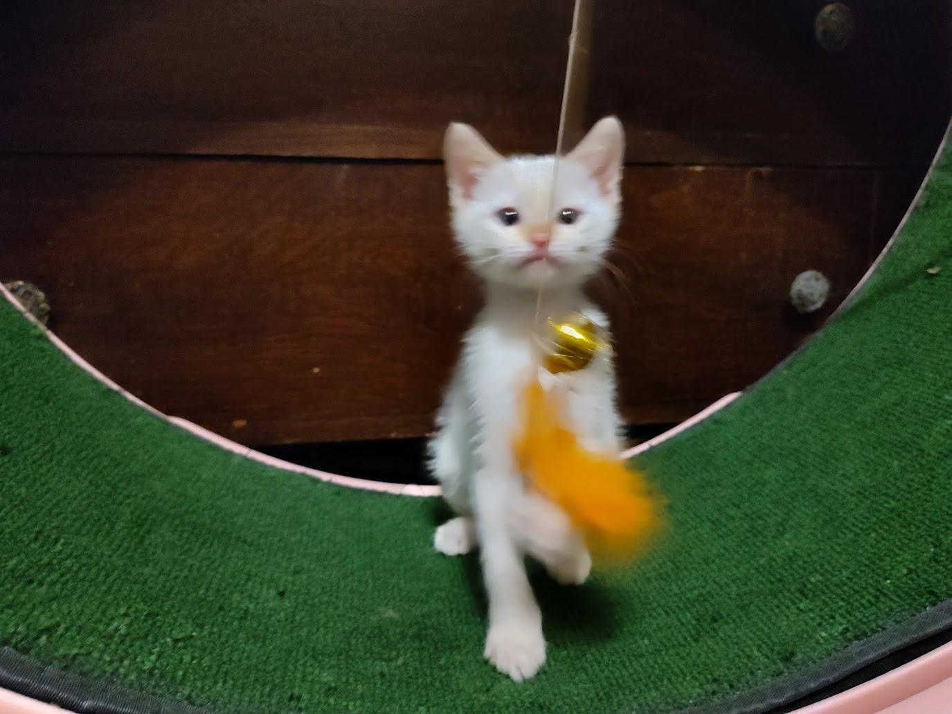 Dave, an adopted Siamese in Houston, TX image 4/6