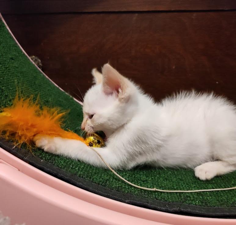 Dave, an adopted Siamese in Houston, TX image 5/6