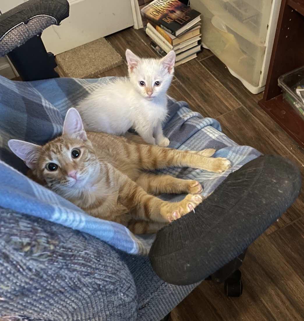 Dave, an adopted Siamese in Houston, TX image 3/6