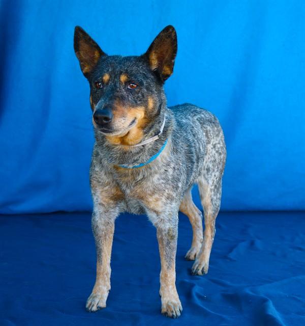 Enlarge TRIXIE, a Adoptable Australian Shepherd in Baldwin Park, CA image 1/1