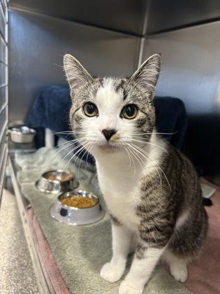 Enlarge Chip, a Adoptable mixed breed in Scotia, NY image 1/2