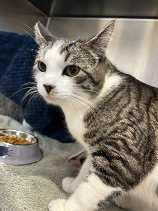 Enlarge Chip, a Adoptable mixed breed in Scotia, NY image 2/2