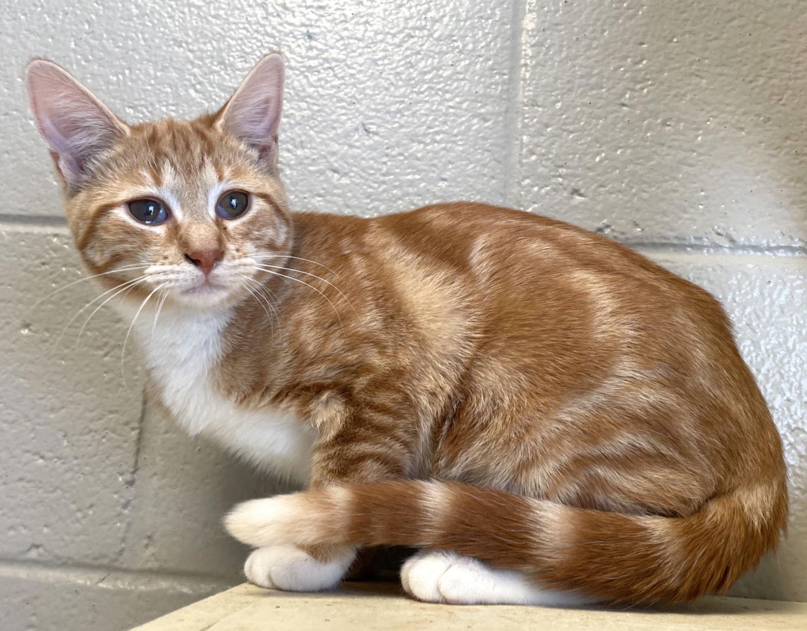 Autumn, Adopted, Young Female Tabby.