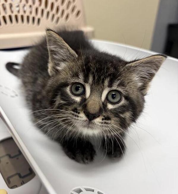 Cab Calloway, Adoptable, Kitten Male Domestic Medium Hair.