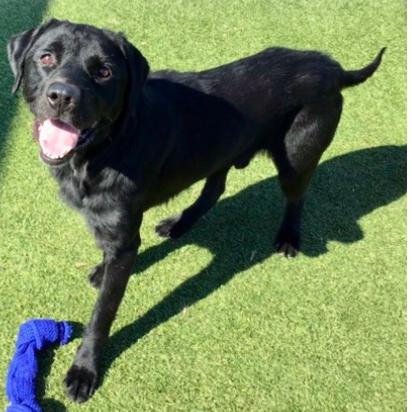 Enlarge Spruce, a Adoptable Black Labrador Retriever in Pittsford, VT image 1/1