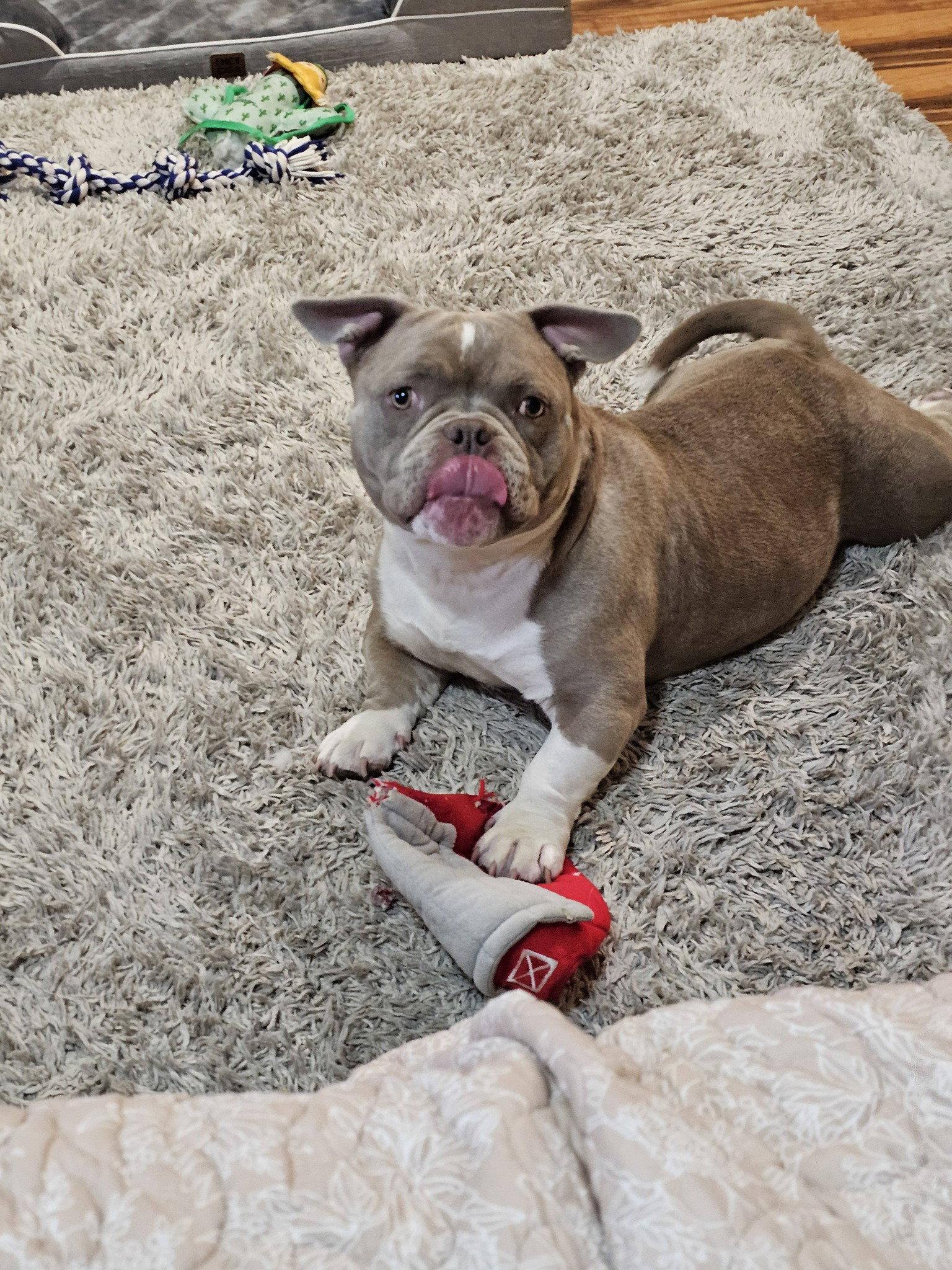 Princess Penelope, a Adopted American Bulldog in Crete, IL image 1/3