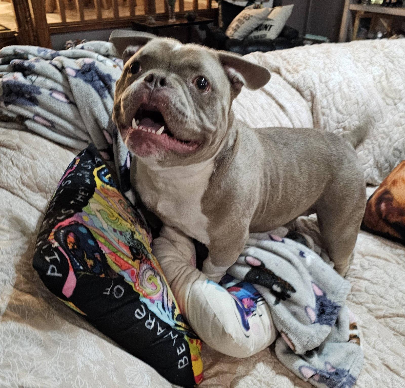 Princess Penelope, a Adopted American Bulldog in Crete, IL image 2/3
