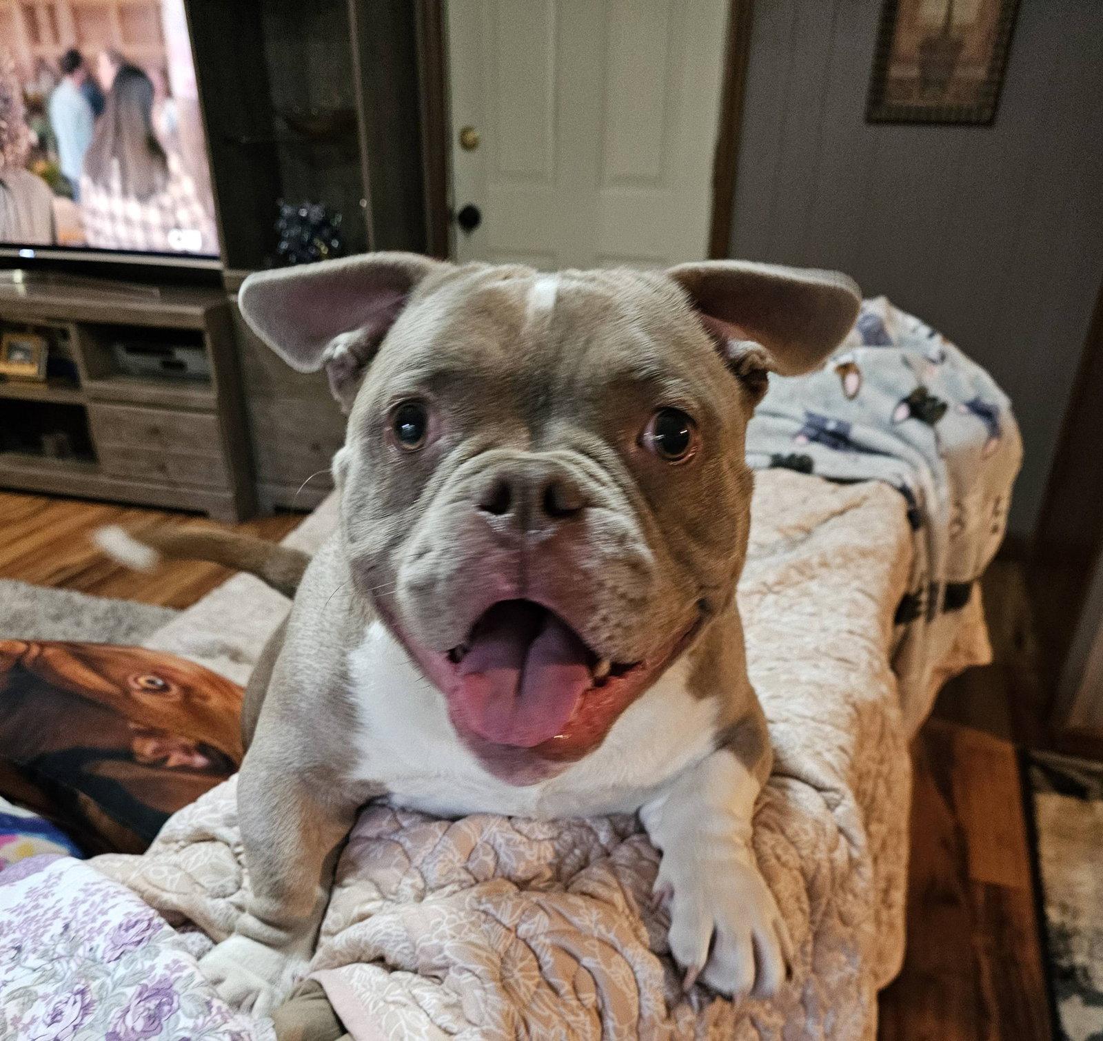 Princess Penelope, a Adopted American Bulldog in Crete, IL image 3/3
