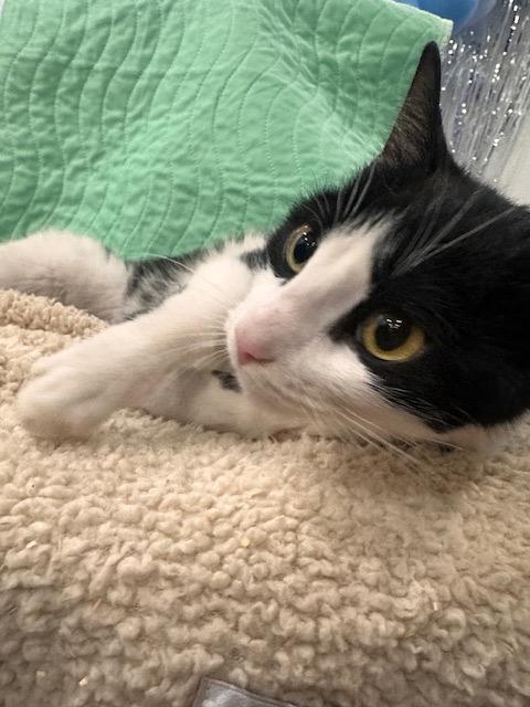 Enlarge Tilly: adoption pending, a Adoptable mixed breed in New York, NY image 1/6