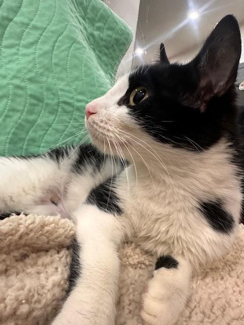 Enlarge Tilly: adoption pending, a Adoptable mixed breed in New York, NY image 2/6