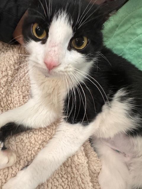 Enlarge Tilly: adoption pending, a Adoptable mixed breed in New York, NY image 3/6