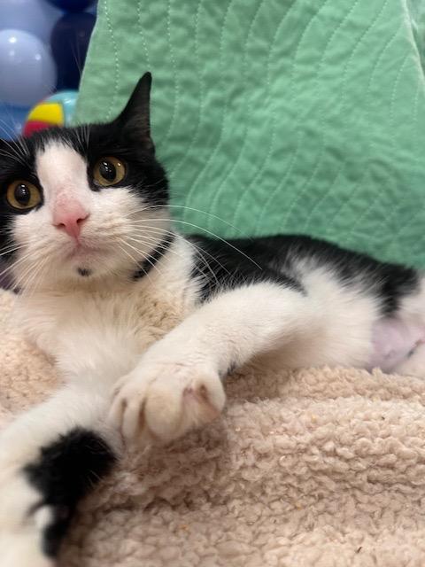 Enlarge Tilly: adoption pending, a Adoptable mixed breed in New York, NY image 4/6