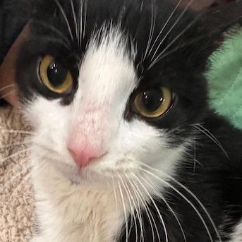 Enlarge Tilly: adoption pending, a Adoptable mixed breed in New York, NY image 5/6