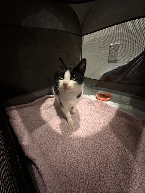 Enlarge Tilly: adoption pending, a Adoptable mixed breed in New York, NY image 6/6