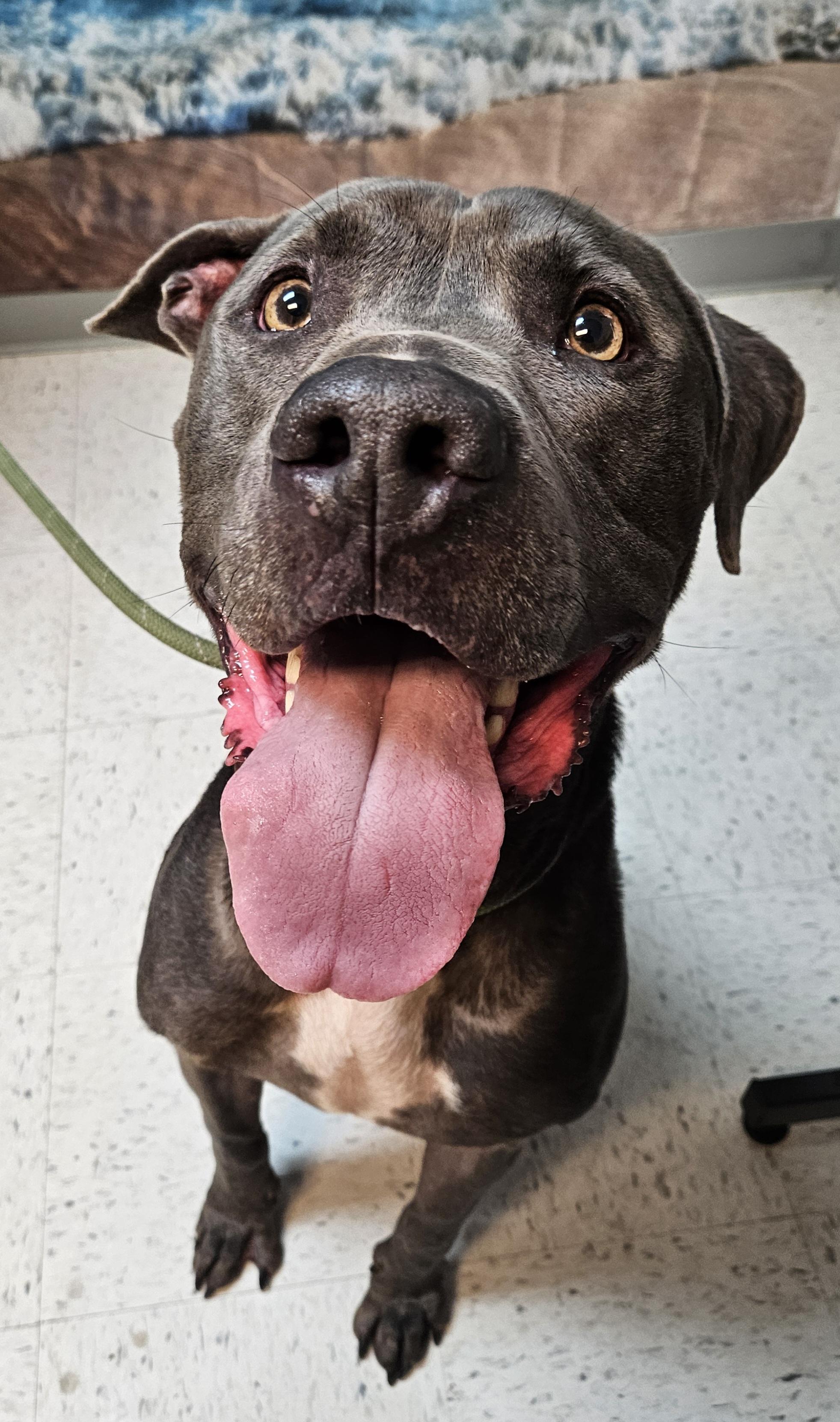 Greyson, Adoptable, Senior Male Pit Bull Terrier.
