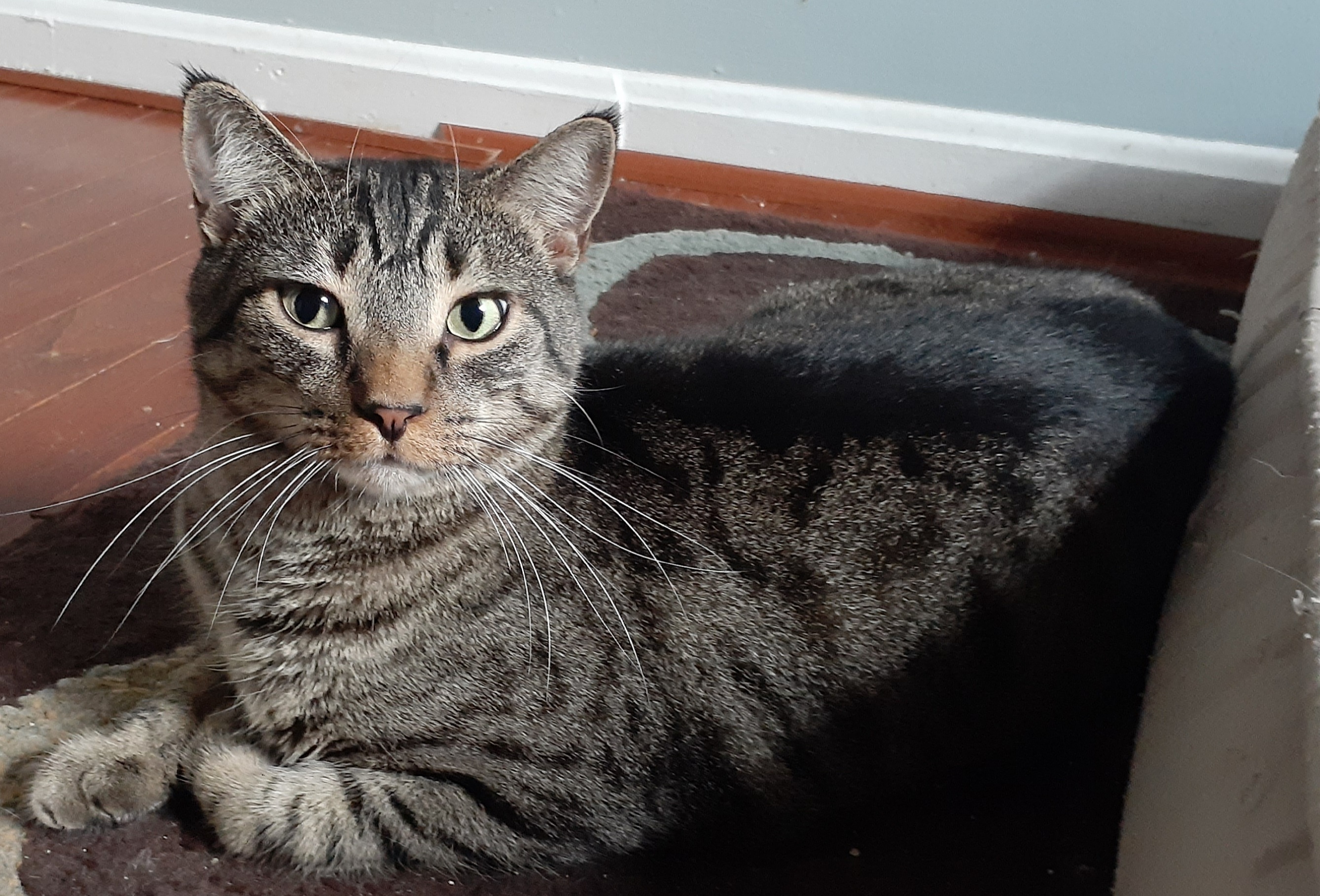 Enlarge Rikki, a Adoptable Domestic Short Hair in Woodbridge, VA image 1/4