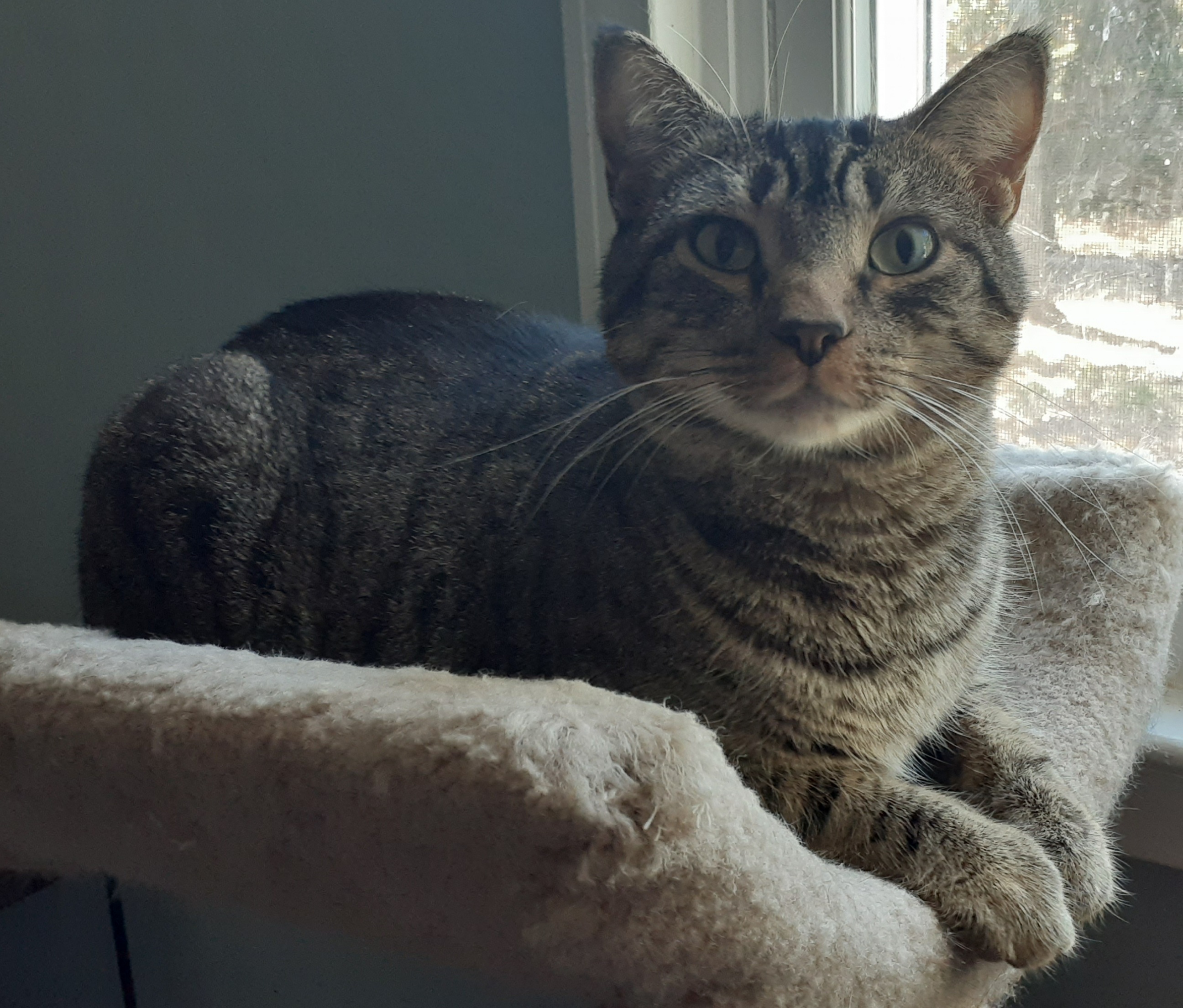 Enlarge Rikki, a Adoptable Domestic Short Hair in Woodbridge, VA image 2/4