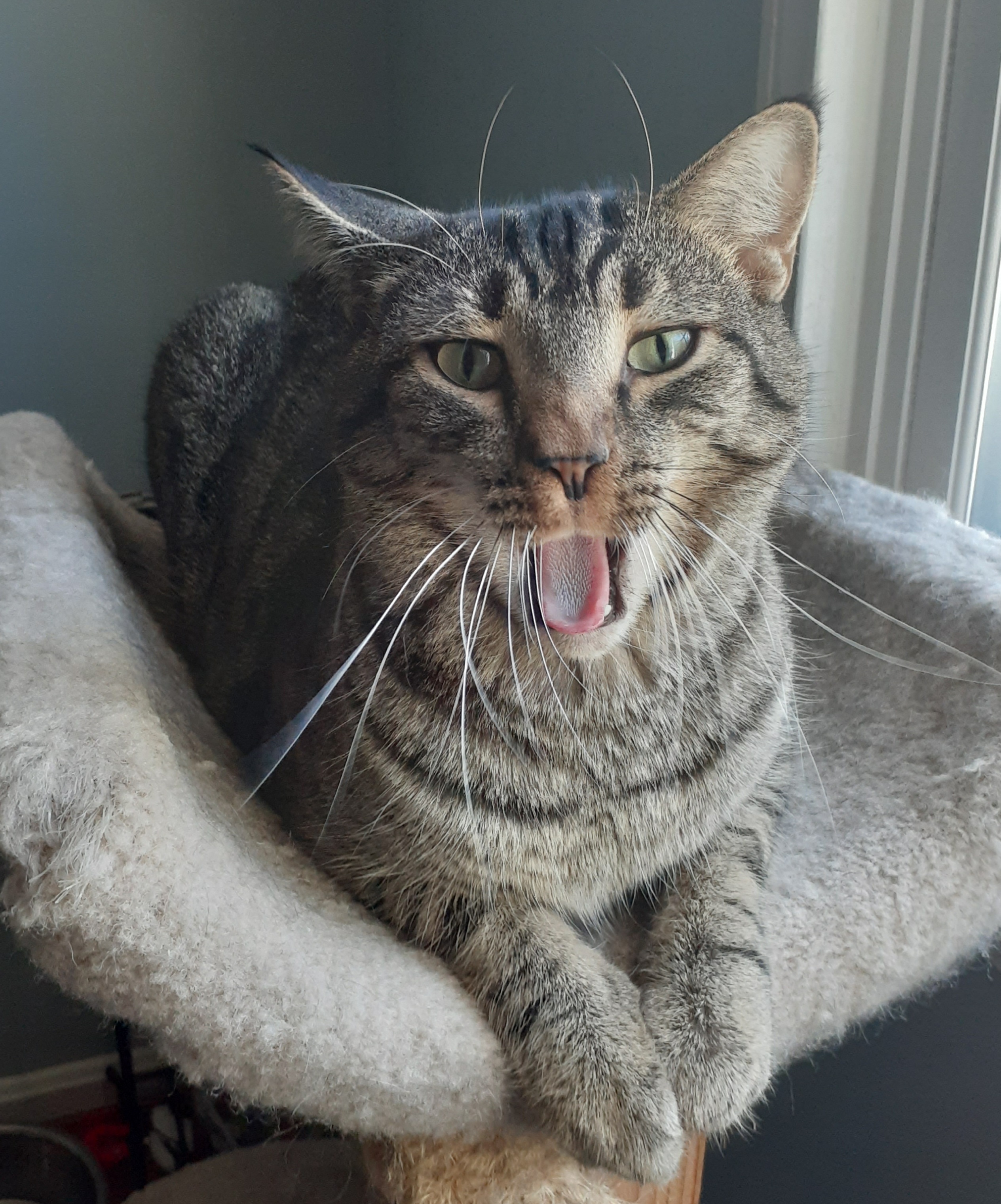 Enlarge Rikki, a Adoptable Domestic Short Hair in Woodbridge, VA image 3/4