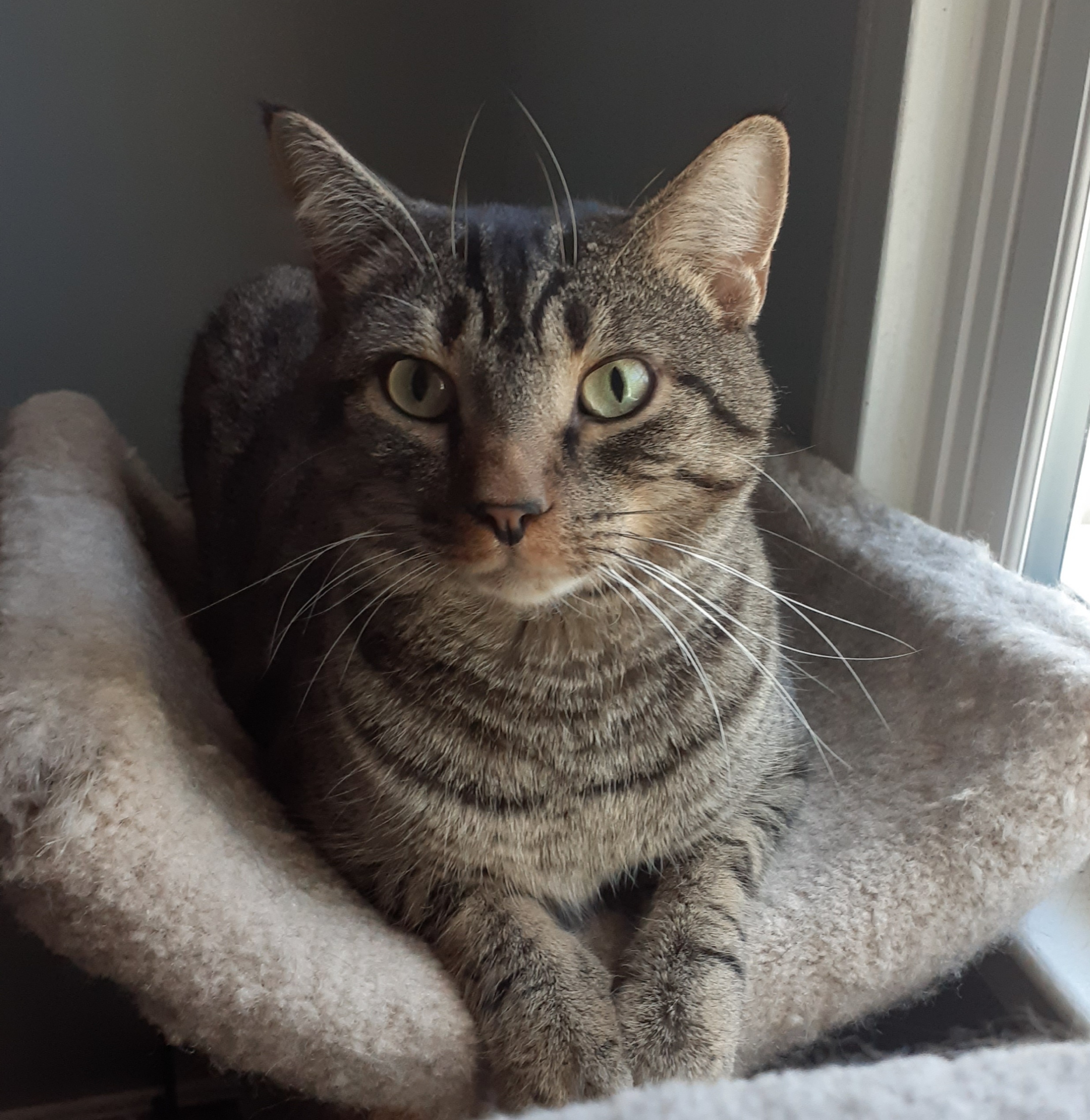 Enlarge Rikki, a Adoptable Domestic Short Hair in Woodbridge, VA image 4/4