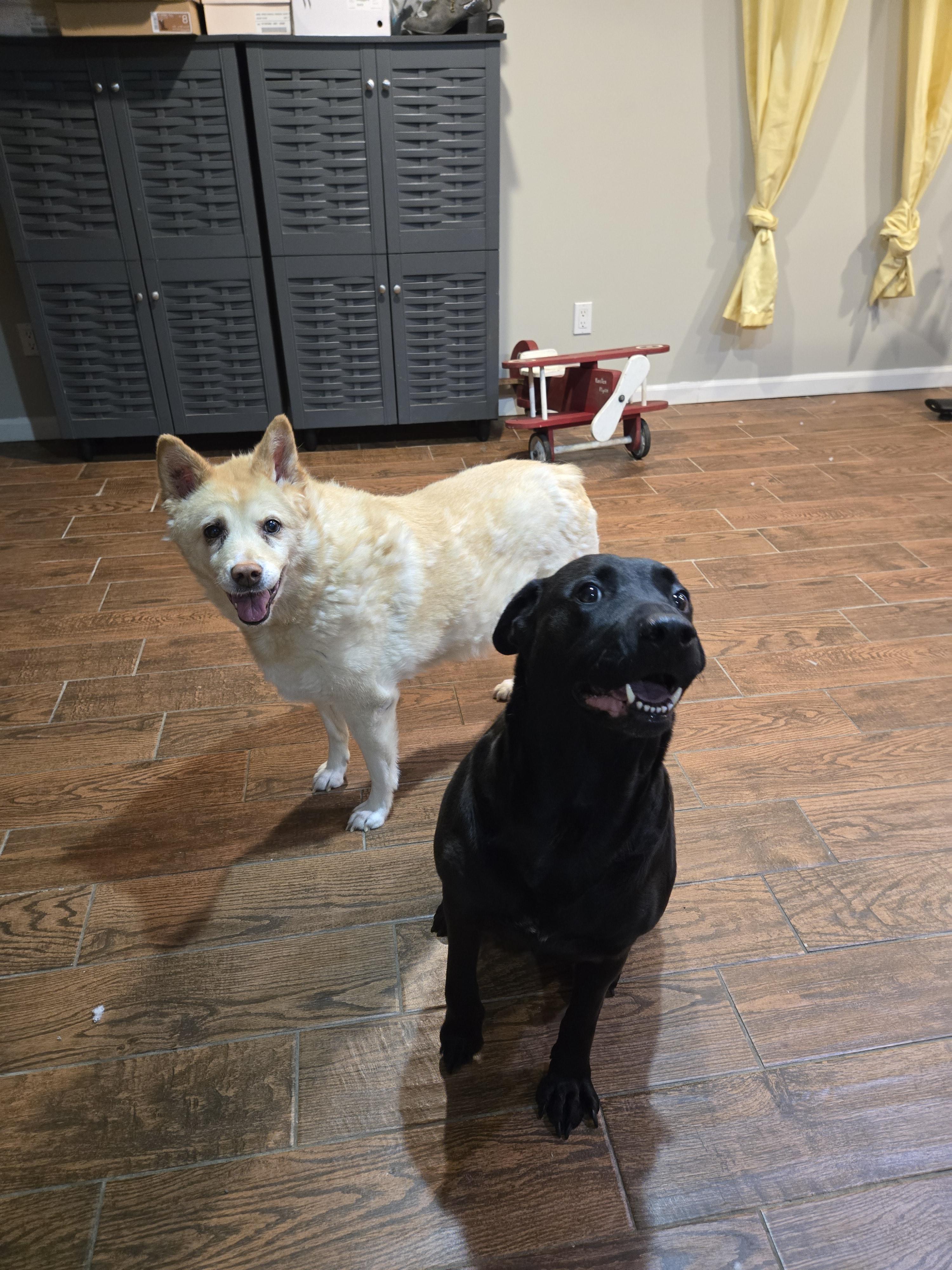 Enlarge Lola, a ADOPTABLE mixed breed in East Rockaway, NY image 2/6