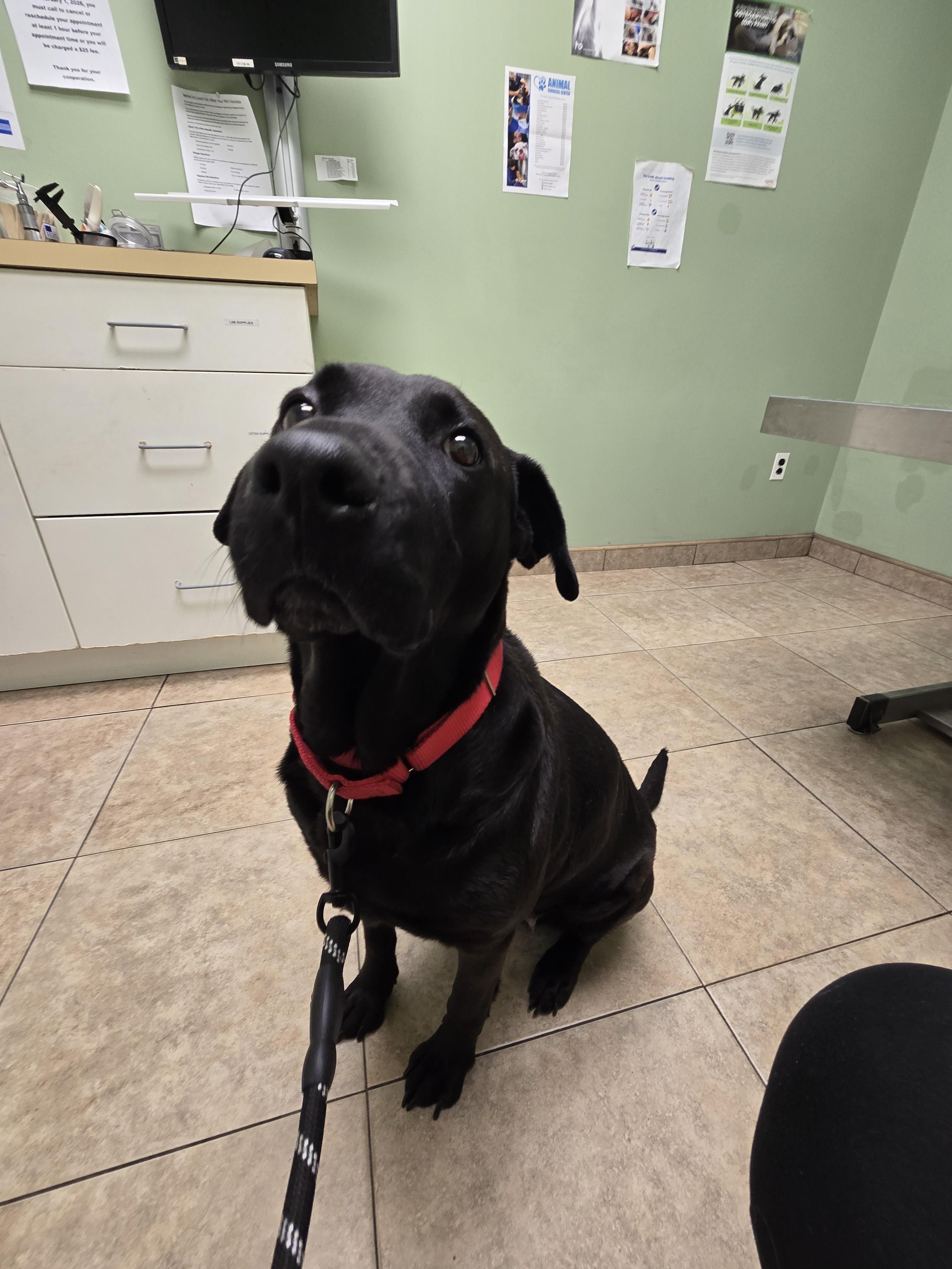Enlarge Lola, a ADOPTABLE mixed breed in East Rockaway, NY image 6/6