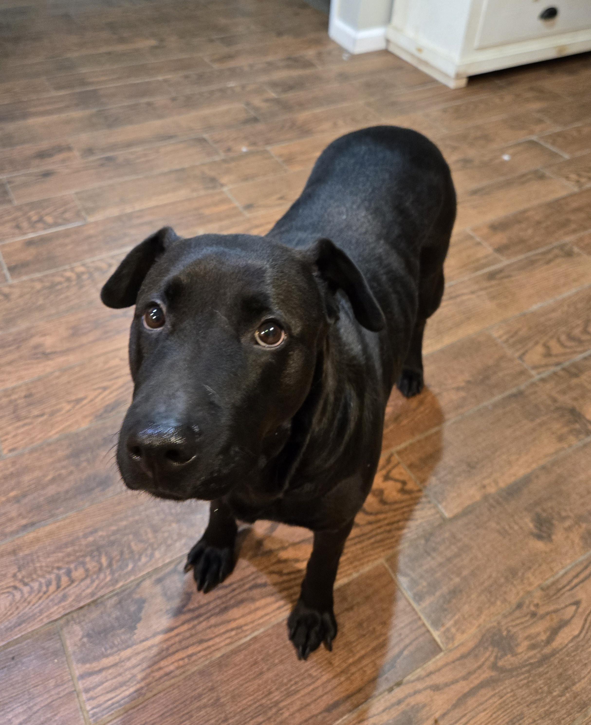 Enlarge Lola, a ADOPTABLE mixed breed in East Rockaway, NY image 5/6