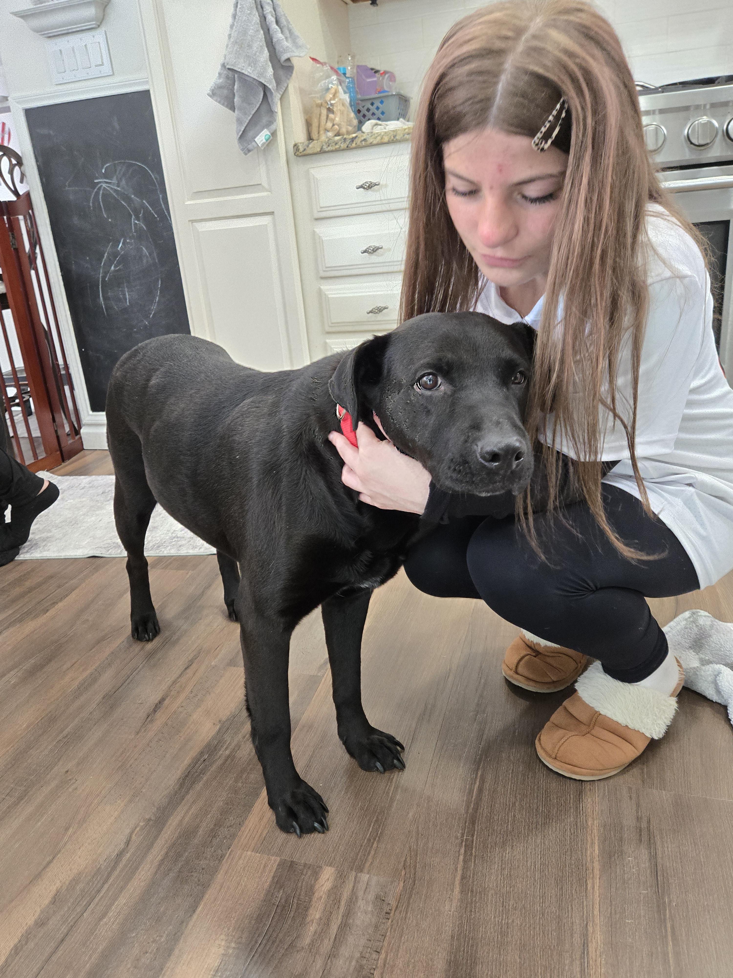 Enlarge Lola, a ADOPTABLE mixed breed in East Rockaway, NY image 3/6