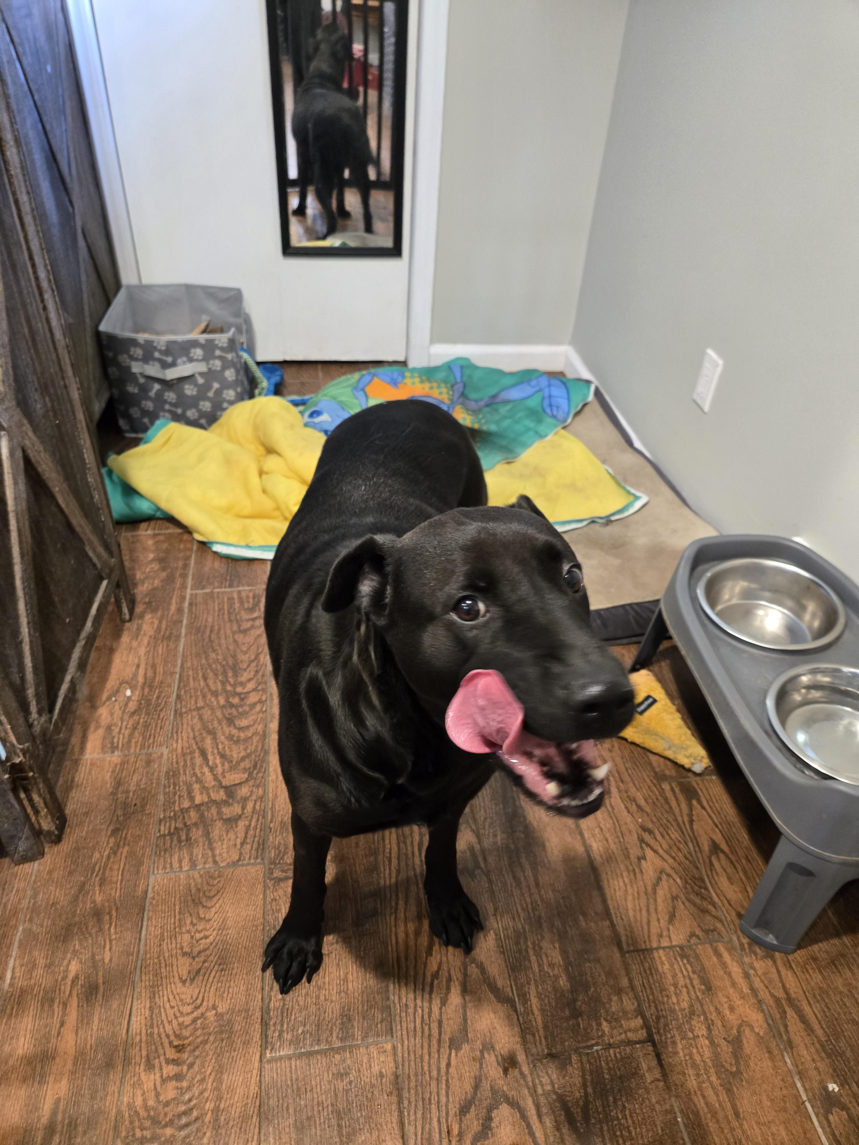 Enlarge Lola, a ADOPTABLE mixed breed in East Rockaway, NY image 4/6