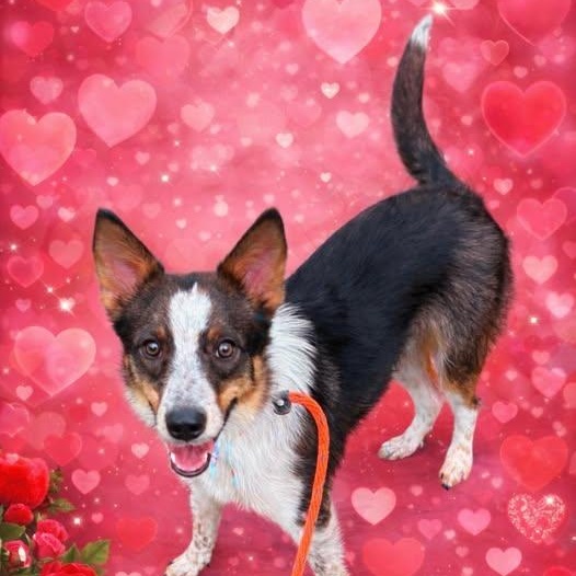 Enlarge TALTY, a Adoptable mixed breed in Kaufman, TX image 1/6