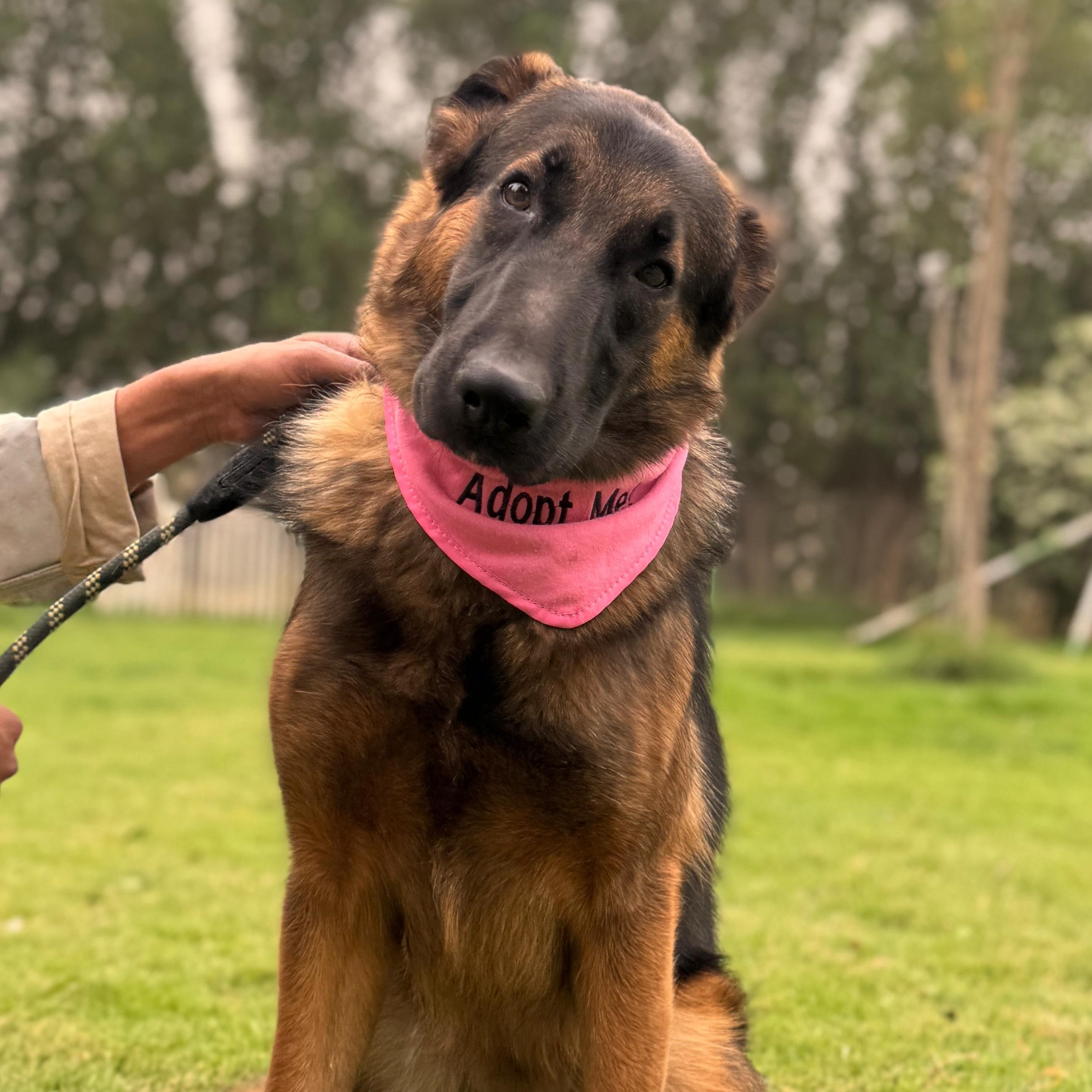 Beautiful Bacha from Kuwait, Young Female German Shepherd Dog