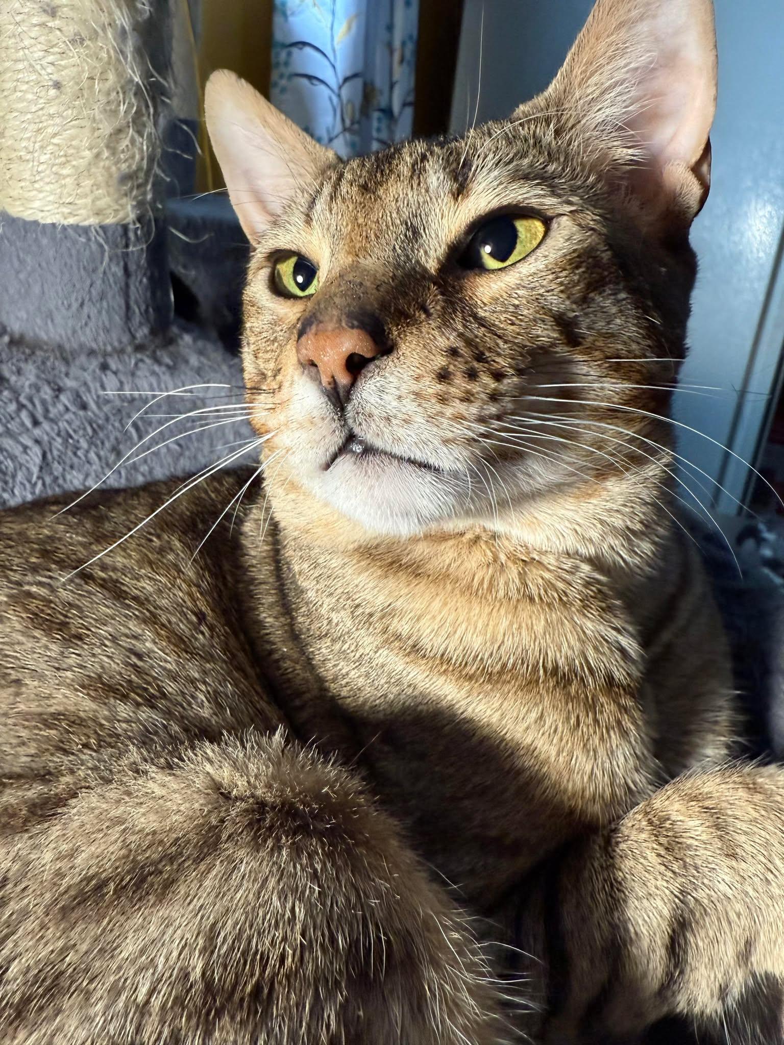 Moriss, a Adoptable mixed breed in Terrebonne, QC image 2/6