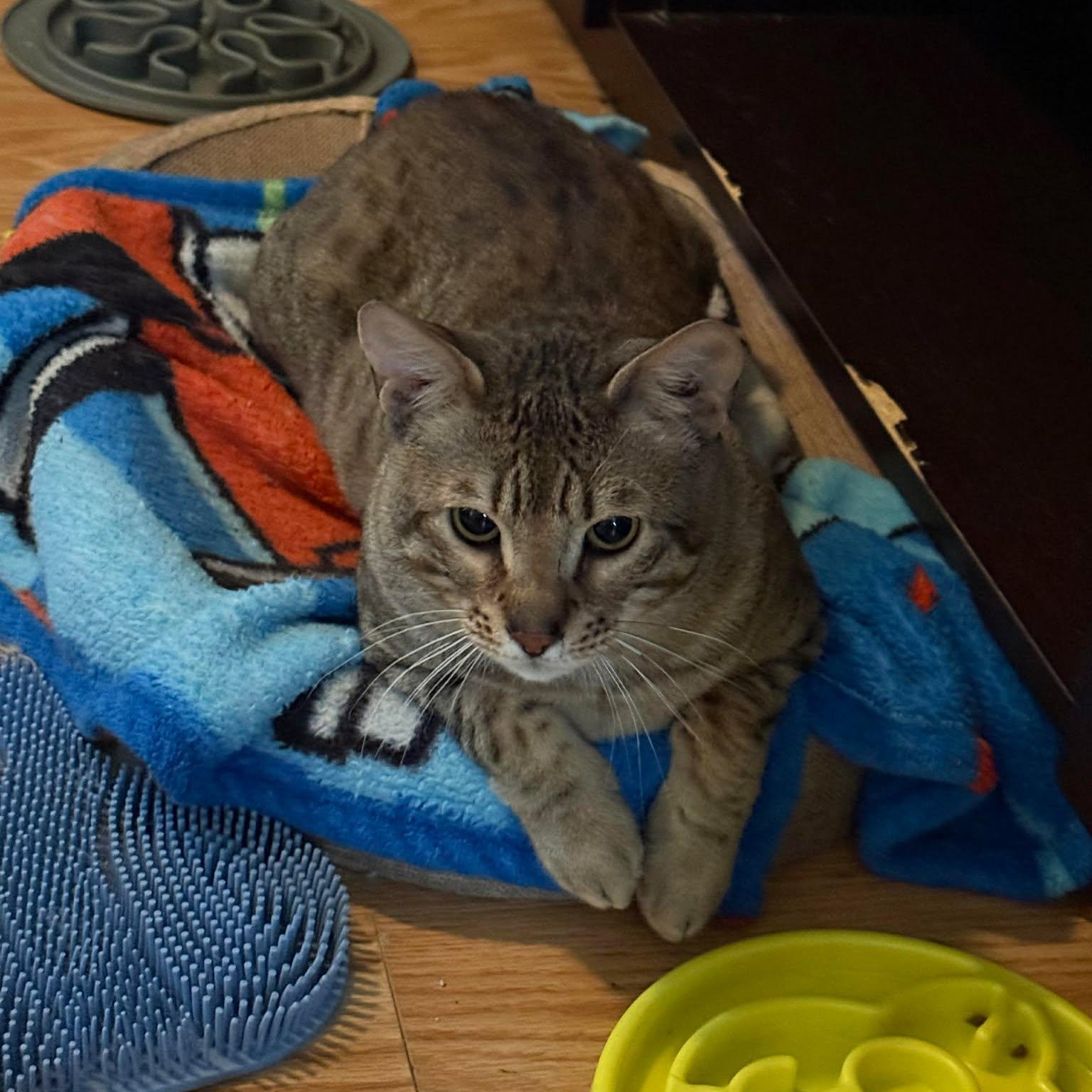 Moriss, a Adoptable mixed breed in Terrebonne, QC image 4/6