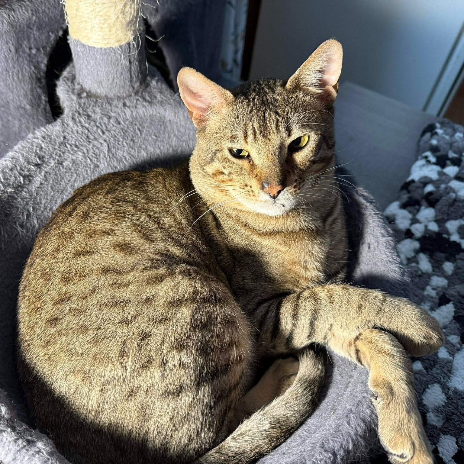 Moriss, Adoptable, Adult Male Bengal & Oriental Short Hair.