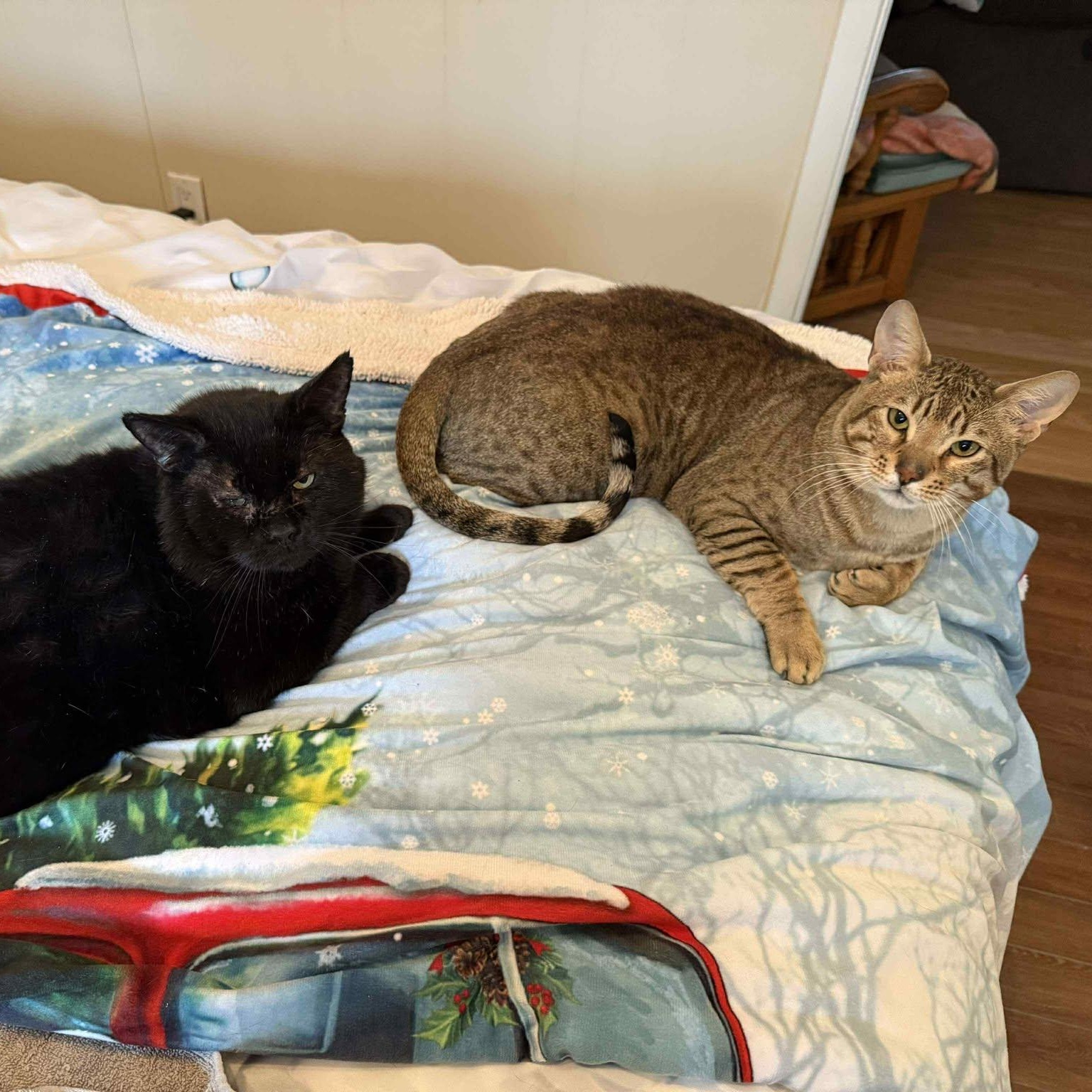 Moriss, a Adoptable mixed breed in Terrebonne, QC image 5/6