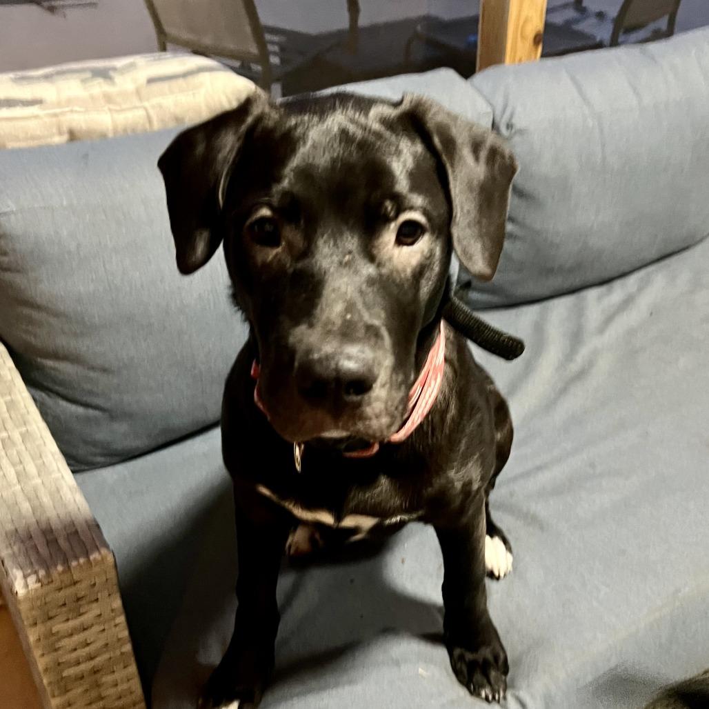 Enlarge Maximus, a Adoptable mixed breed in Auburn, NH image 1/3