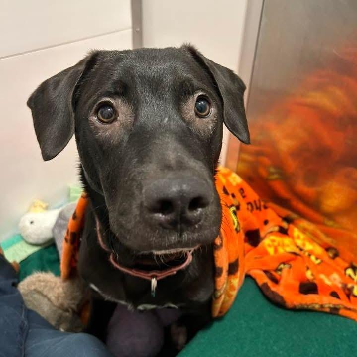 Enlarge Maximus, a Adoptable mixed breed in Auburn, NH image 3/3