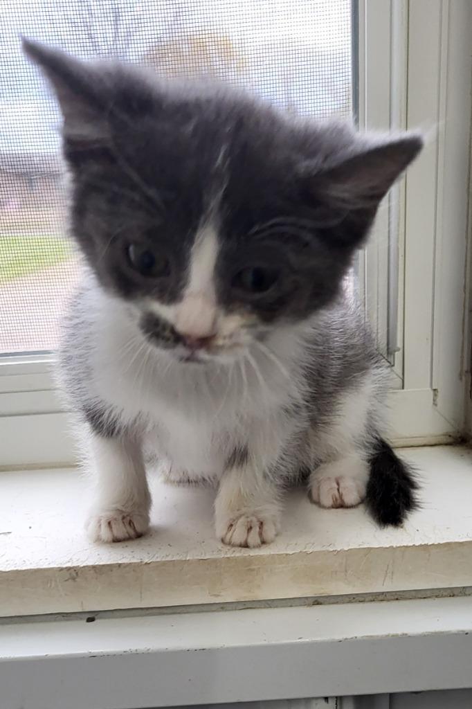 Enlarge Twinkle, a Adoptable mixed breed in Medford, WI image 1/1