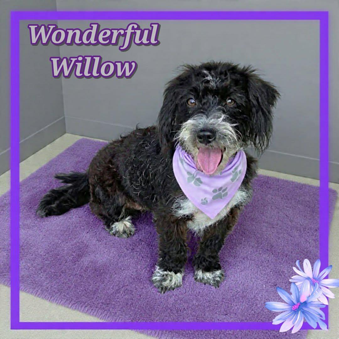 Willow, a ADOPTABLE mixed breed in Grove, OK image 4/4