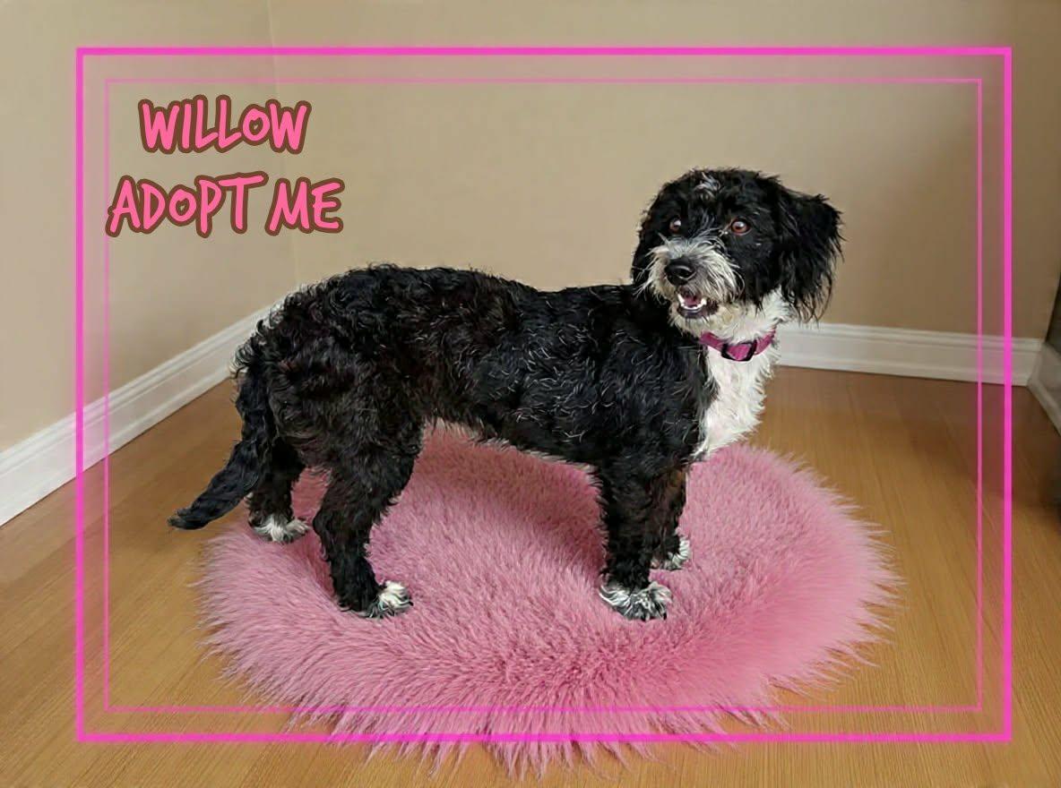 Willow, a ADOPTABLE mixed breed in Grove, OK image 3/4
