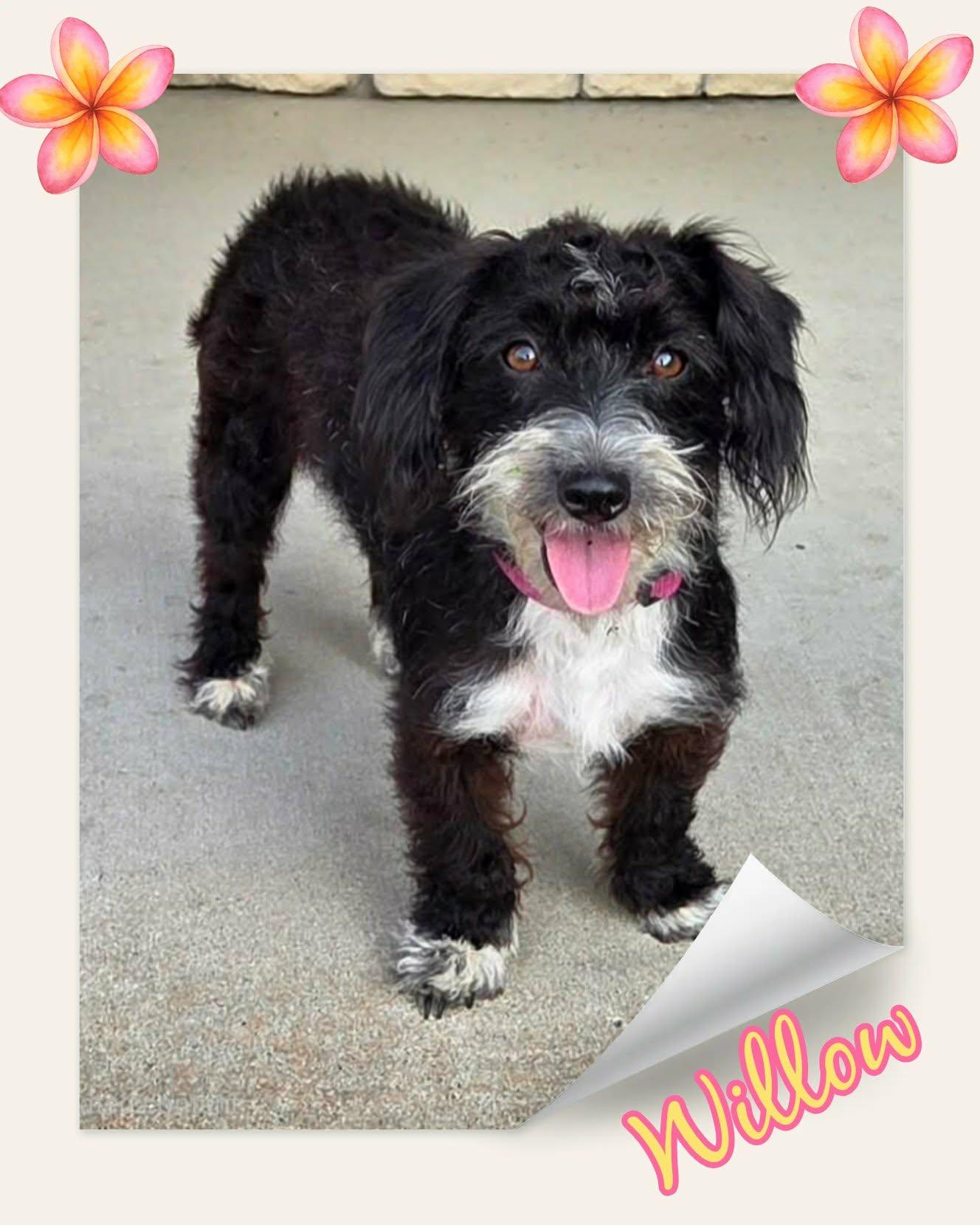 Willow, a ADOPTABLE mixed breed in Grove, OK image 1/4