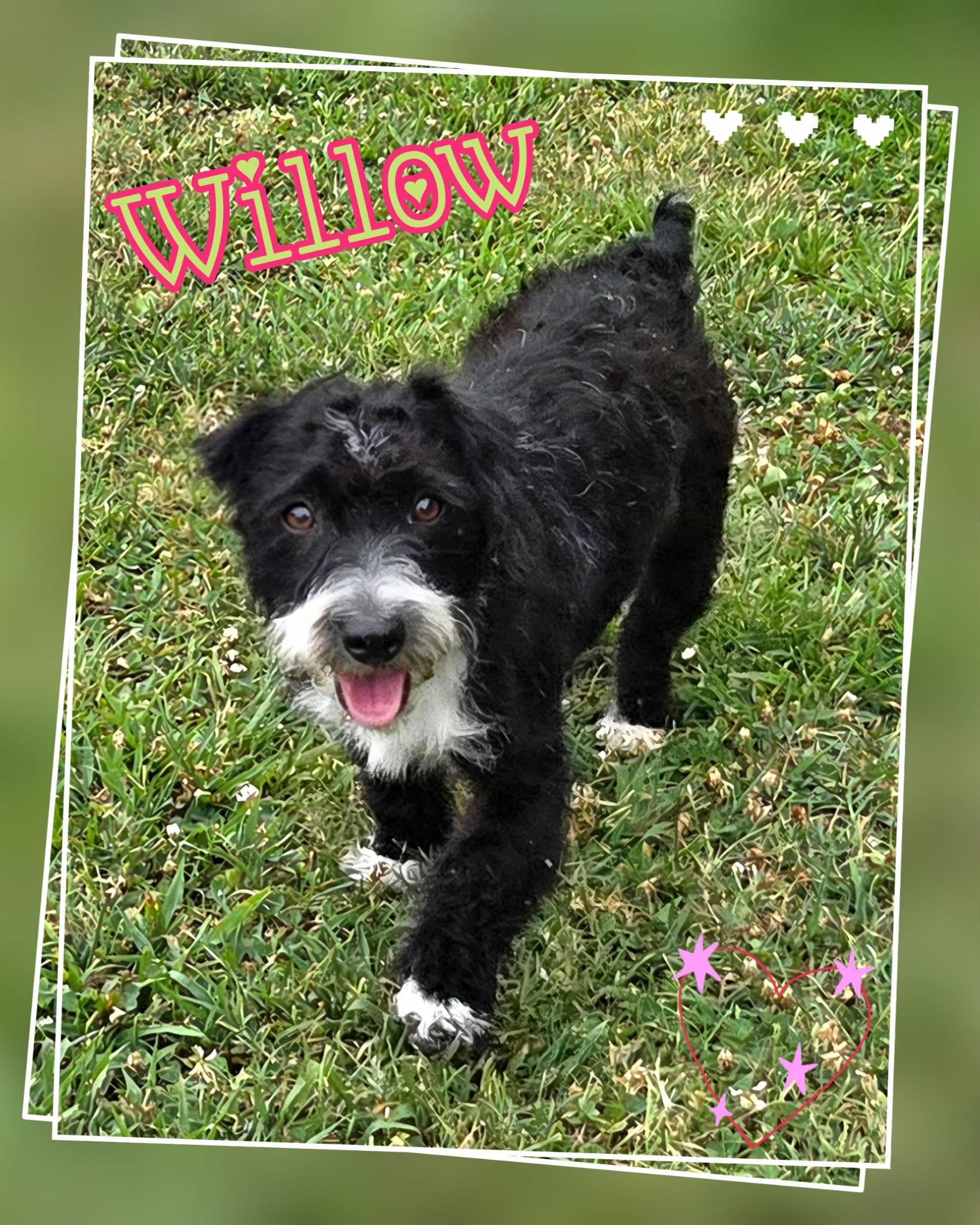 Willow, a ADOPTABLE mixed breed in Grove, OK image 2/4
