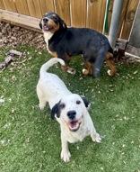 Enlarge Ben, a ADOPTABLE mixed breed in Haltom City, TX image 2/2