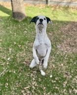 Enlarge Ben, a ADOPTABLE mixed breed in Haltom City, TX image 1/2