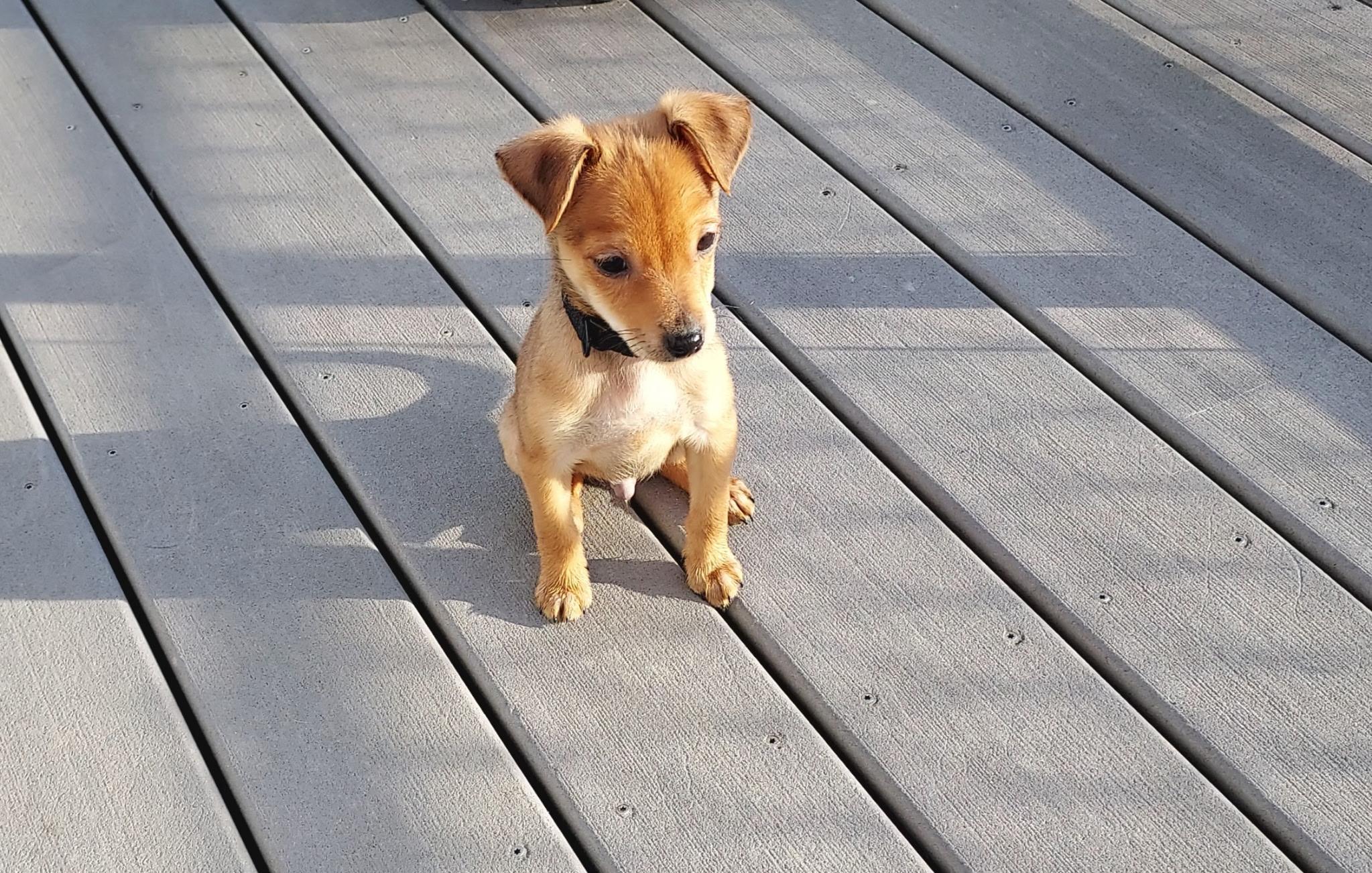 Ratatouille, Adoptable, Puppy Male Chihuahua.