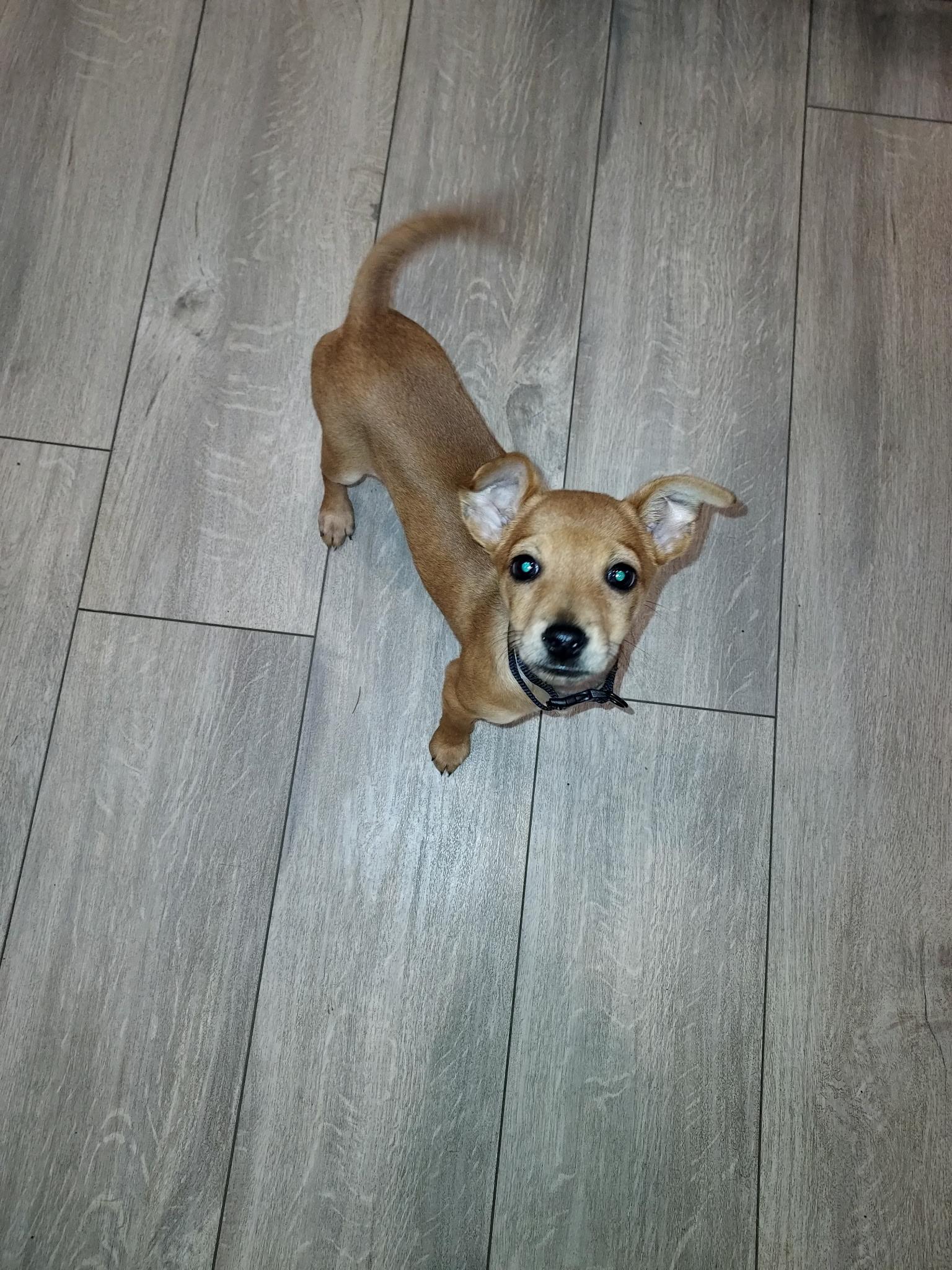 Ratatouille, a Adoptable Chihuahua in Lacey, WA image 2/5