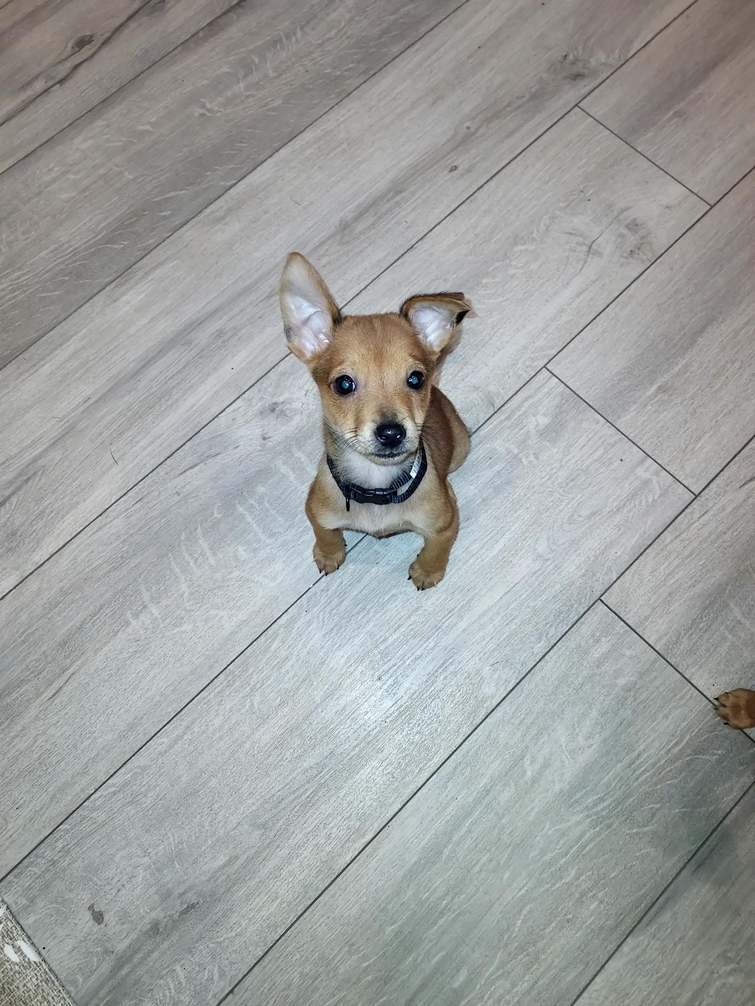 Ratatouille, a Adoptable Chihuahua in Lacey, WA image 3/5