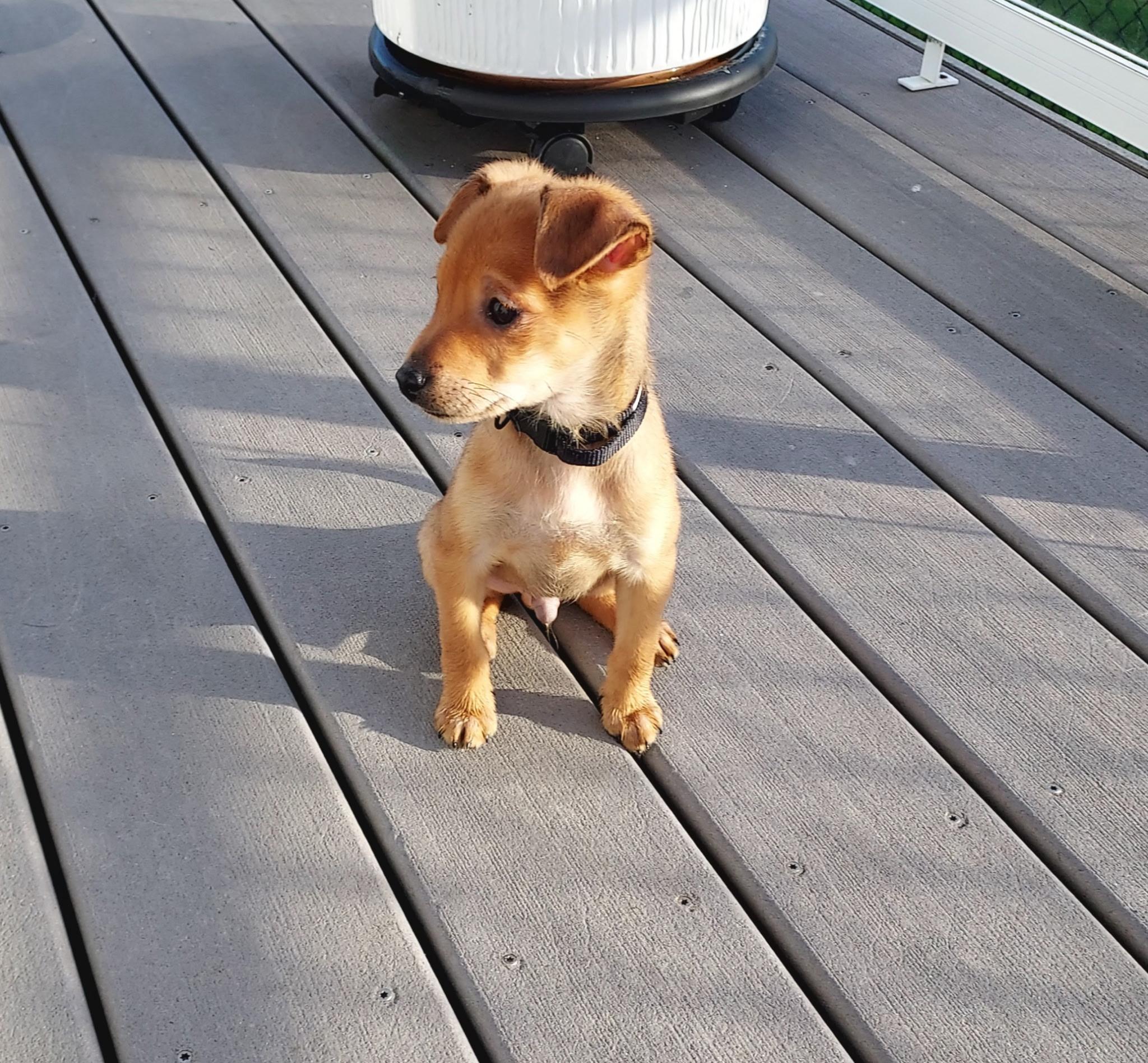 Ratatouille, a Adoptable Chihuahua in Lacey, WA image 4/5