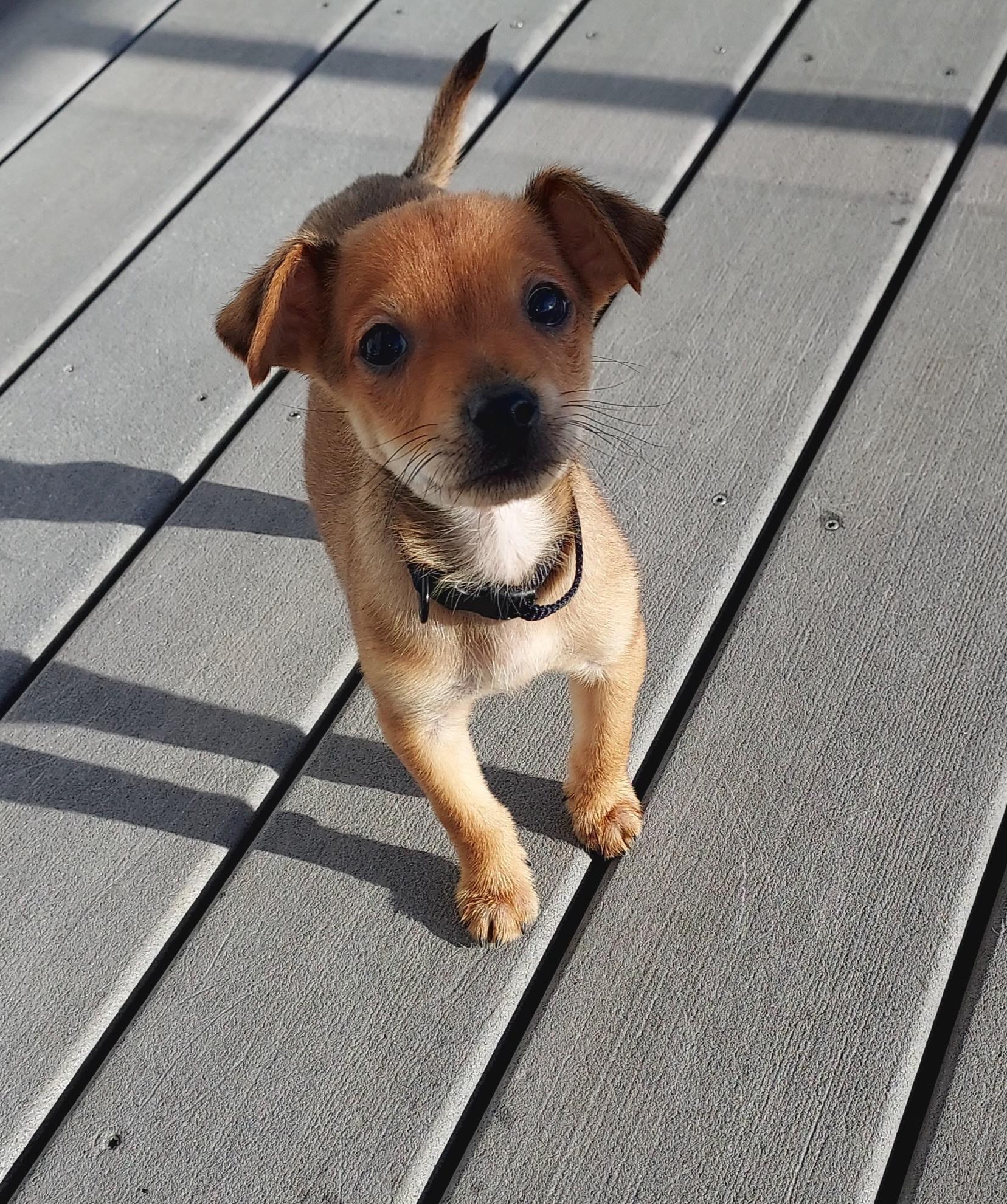 Ratatouille, a Adoptable Chihuahua in Lacey, WA image 5/5