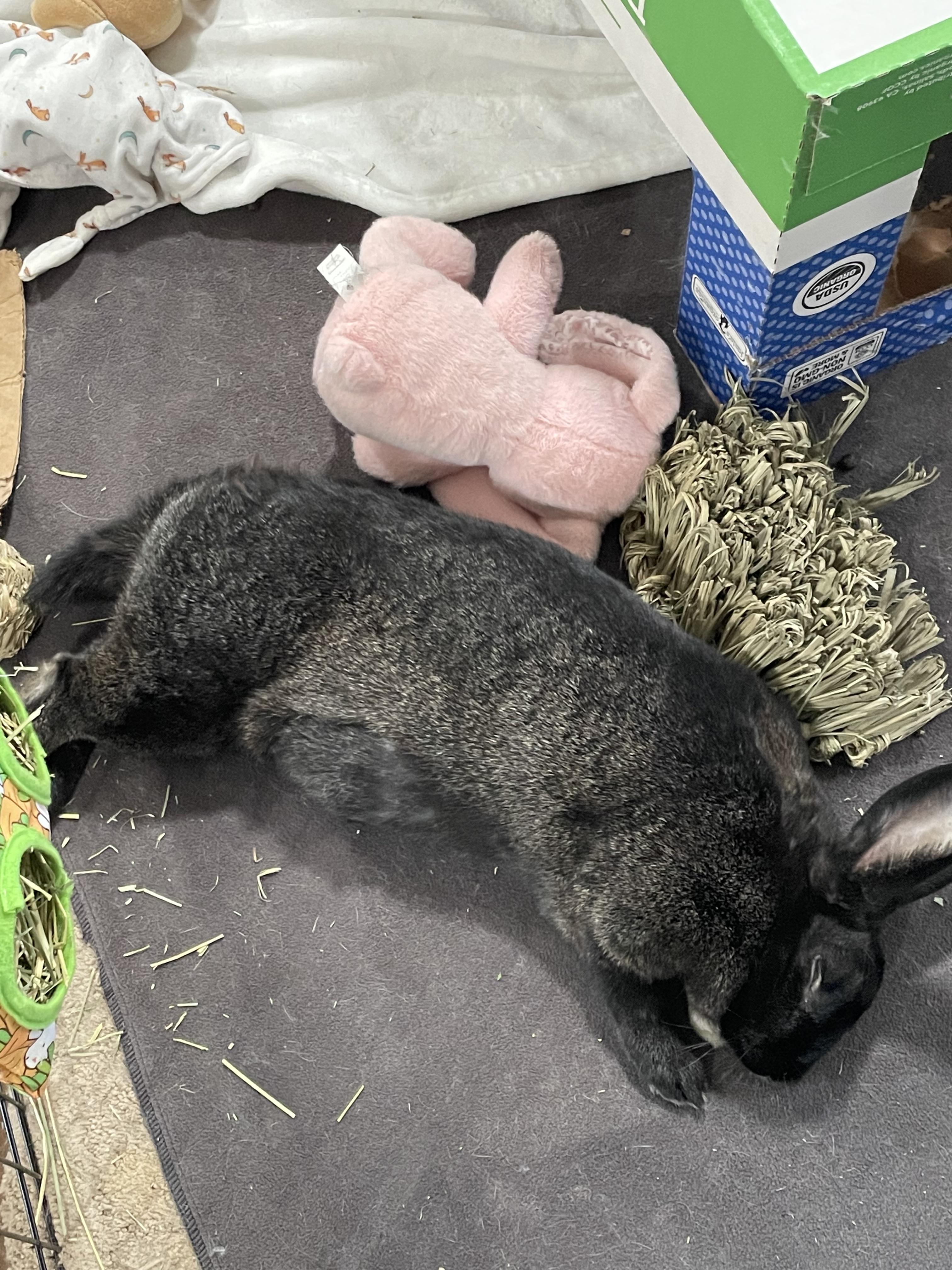 Billie, a Adoptable American in Brighton, CO image 6/6