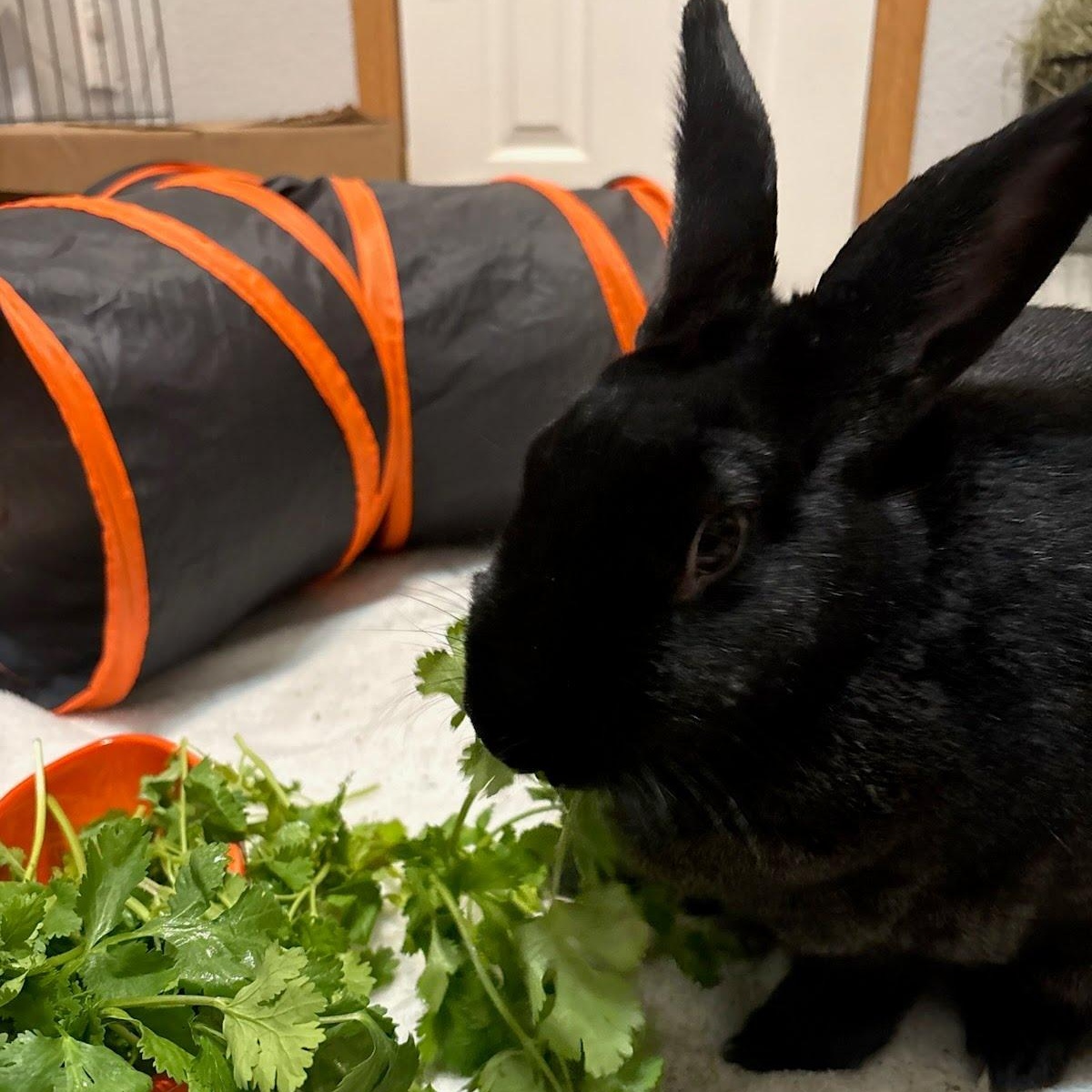 Enlarge Billie, a Adoptable American in Brighton, CO image 2/6